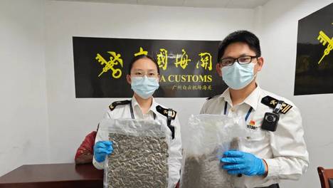 广州海关在空港口岸进境旅检渠道查获毒品大麻900余克