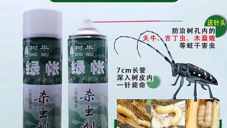 蟑螂和天牛有啥不一样？一看就明白，超简单！