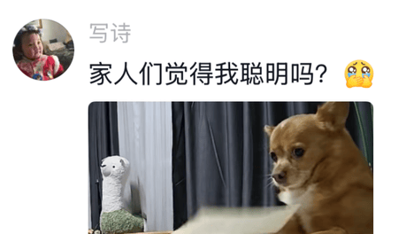 俩狗子躺大马路上疑似陷入危险，网友开车试探，没想到诈死的狗子一下子就“活”了…评论区：好的不学竟学些坏的，现在立刻给我离开马路！