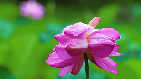 并蒂莲花开