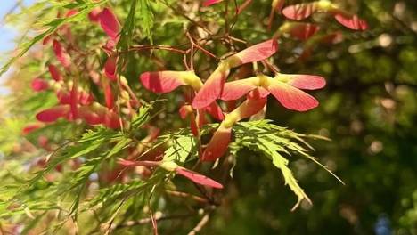 看！这棵枫树上长满了“竹蜻蜓”耶！丨绿色笔记