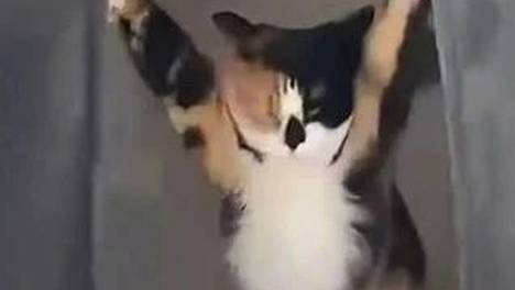 猫咪掀门回家：我回来啦！