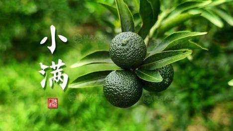 小满节气食谱：暑湿天就要吃爆火的莫氏鸡煲！（但这些人要慎用）