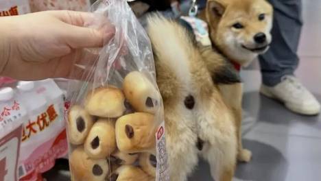 感动，原来柴犬一直在为我们生产豆沙包...
