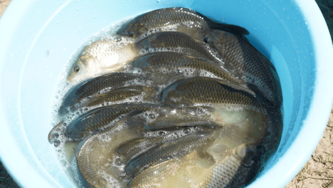 投放16万尾优质鱼苗！榆林市横山区开展水生生物增殖放流守护无定河生态