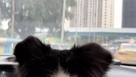 拼车拼到狗子，你能接受吗？
