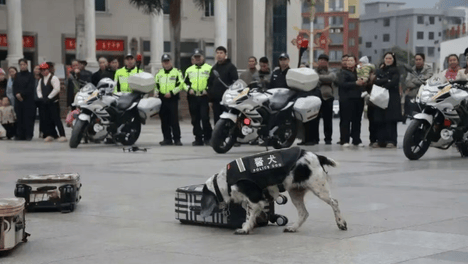 服役11年的搜爆犬因公殉职，晚安，勇敢的小战士贝贝！