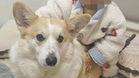 重庆2岁幼童从18楼坠亡，母亲称父亲把孩子独自留在家中去遛狗，父亲发声：我很愧疚