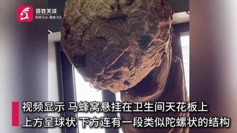 直径超1米！四川乐山空置一年多房屋未关窗，卫生间长出巨型马蜂窝