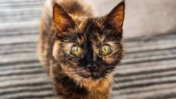 打破生理极限？英国31岁玳瑁猫刷屏，铲屎官公开长寿秘诀！