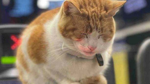 猫咪入职火车站三年，凭“实力”成为“金牌员工”，打工人的楷模
