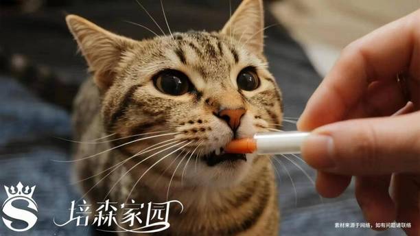 宠物可以吃人吃的药吗？千万别凭经验喂，很多药会致命