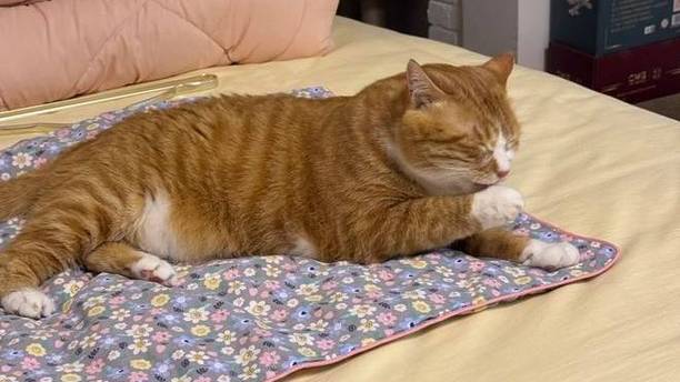 被养猫人的心思惊到了：攒8年猫毛做方砖，将5年猫毛织成暖垫！