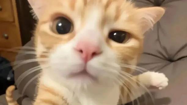 新手养猫必避的几个大坑｜别凭一时喜欢，害了小猫