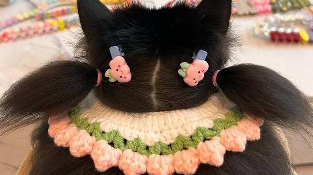 本想晒猫咪美照，却被网友神评价笑喷：难道是驱虫“导航仪”？