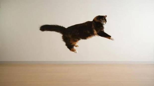 半夜被猫跑酷吵醒？别只怪它精力太旺！