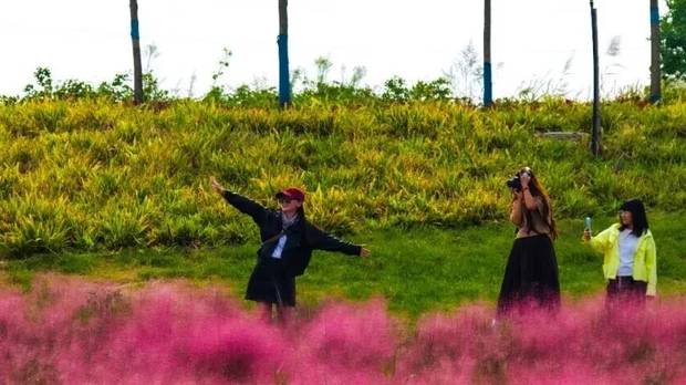 焦作粉黛乱子草赏花地图来了！