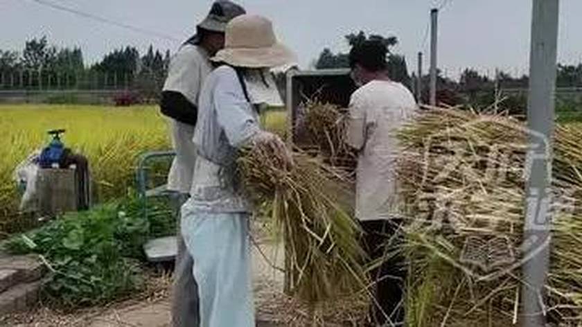 裤子磨破、脚黑如碳！川农硕博从播种到收割全上手