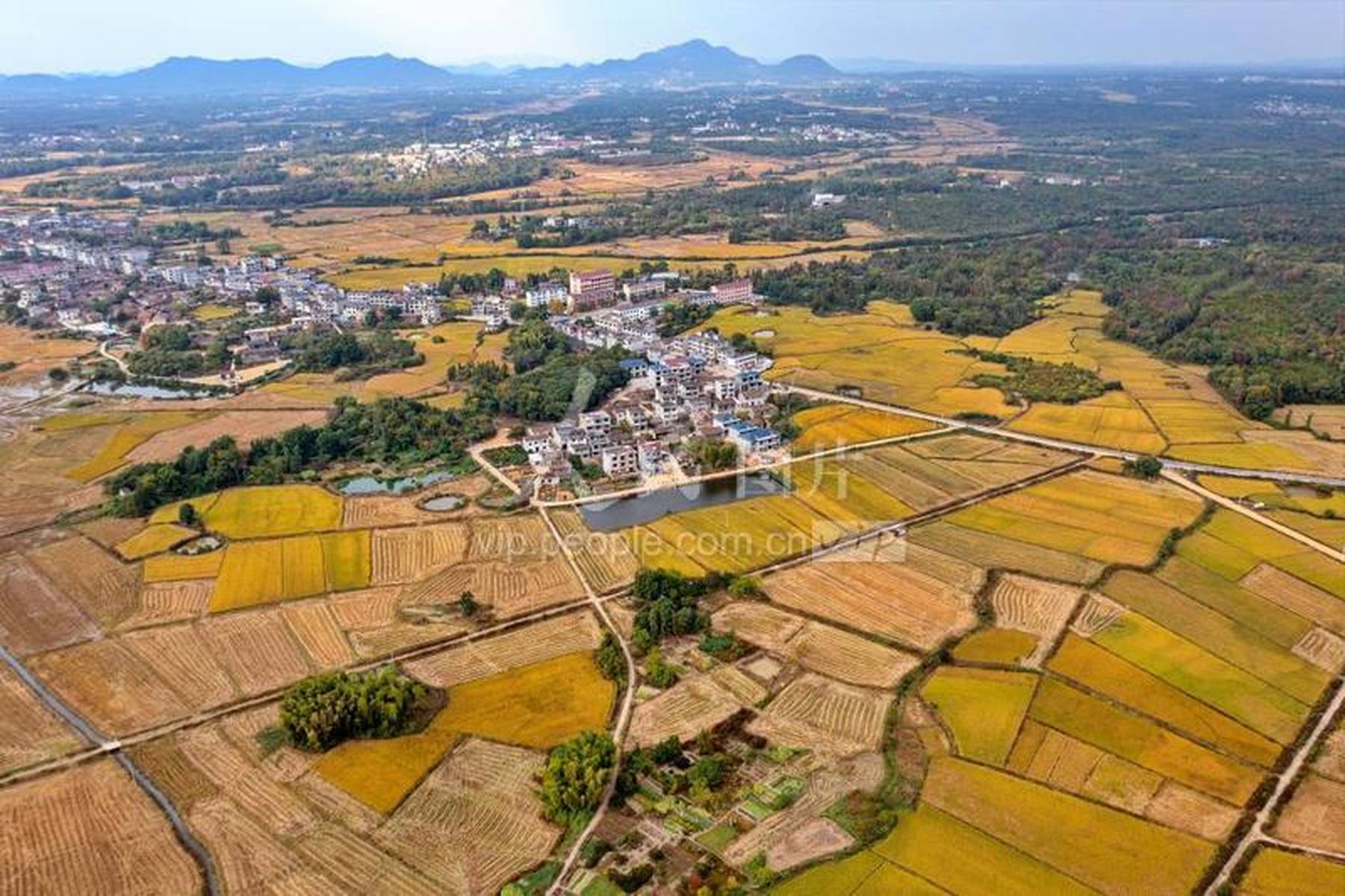 江西省抚州市金溪县琅琚镇:丰收画卷别样美