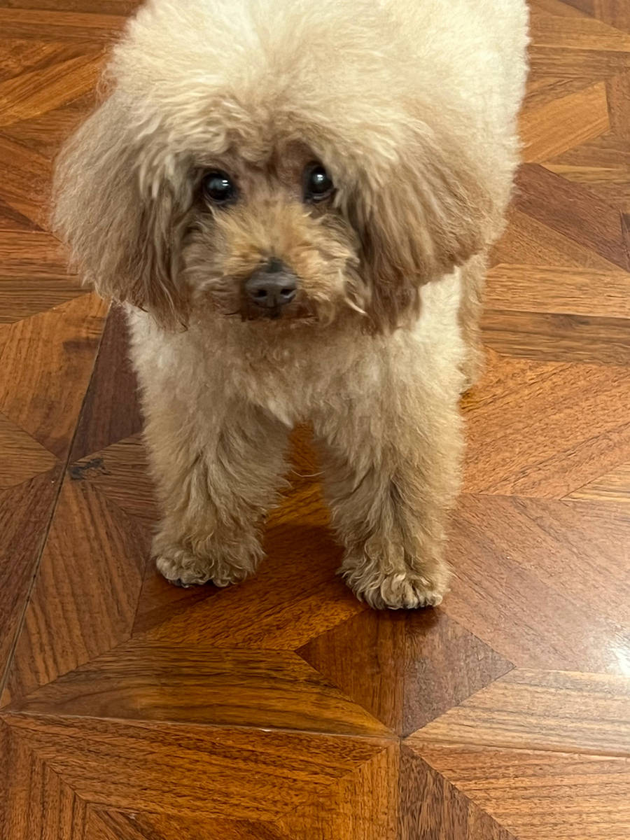 杨紫与宠物狗小piu亲密贴贴合影！画面温馨有爱