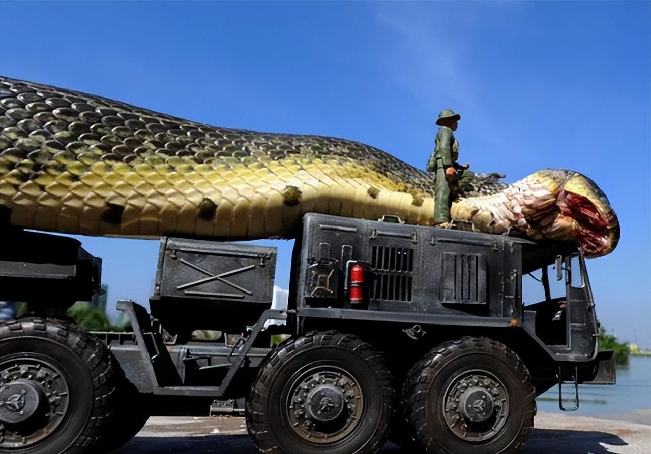 世界上体型最大的蛇有多大?秦岭传说中的盘山蟒真的存在吗?