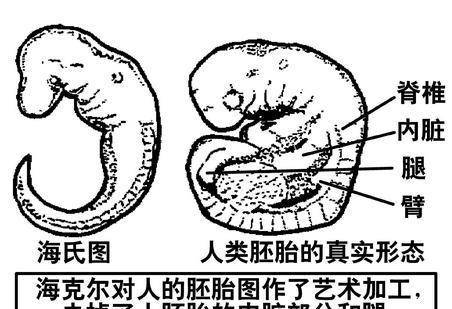 人類起源問題上最大騙局,曾上過百多年教科書,究竟從何進化而來_生物