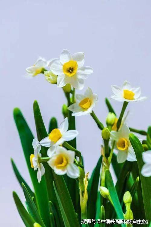 水仙花-侯树辰诗选_佳节_仙子_喜气