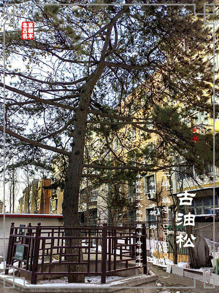 丰台区五里店街道北大地三里16号院古油松