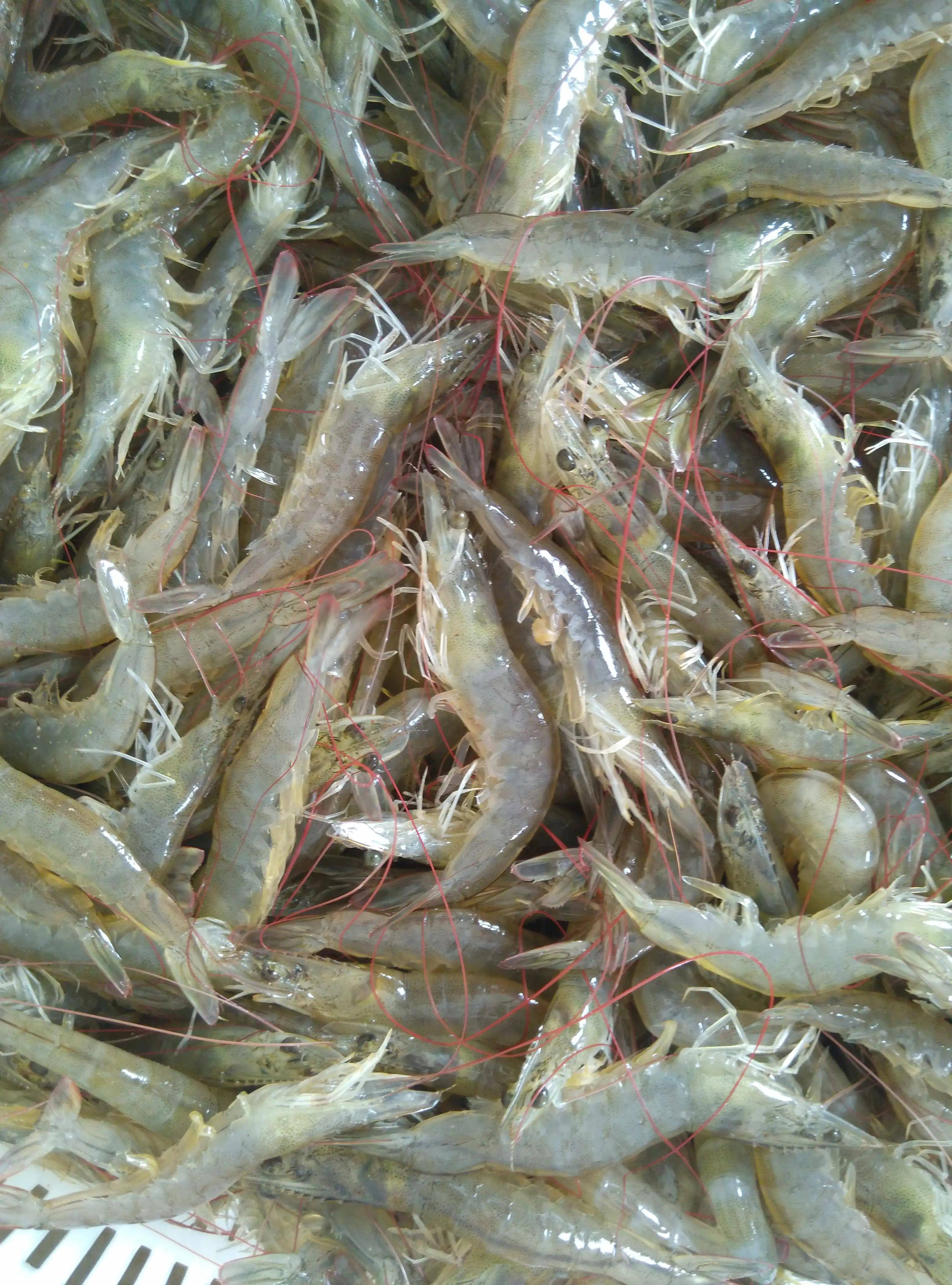 对虾虹彩病毒预防方法