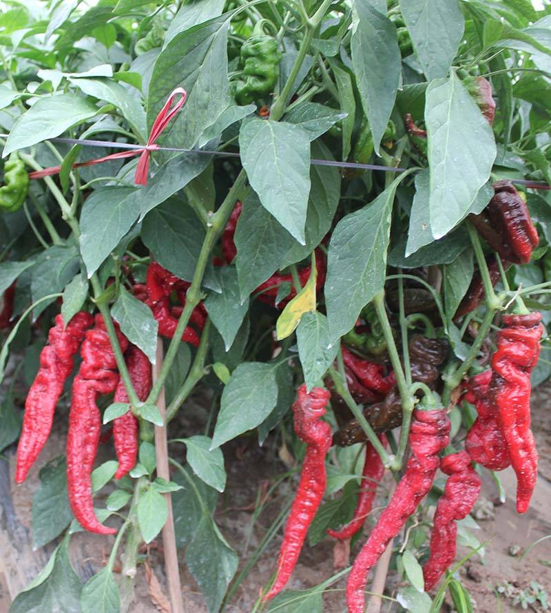 同乐23188螺丝椒适应性强,全国大部分地区均可种植