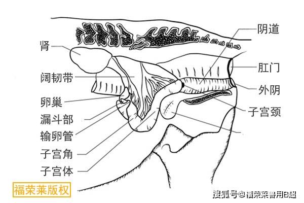 子宮頸:陰道和子宮之間長度約為 10 釐米(4 英寸)的結構.