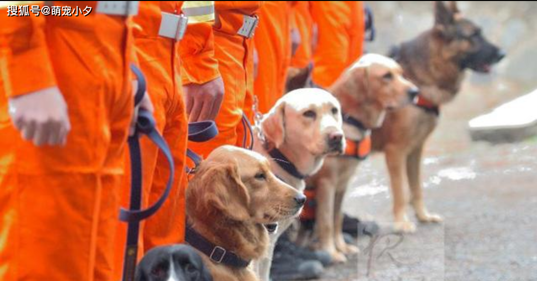 搜救犬种类图片