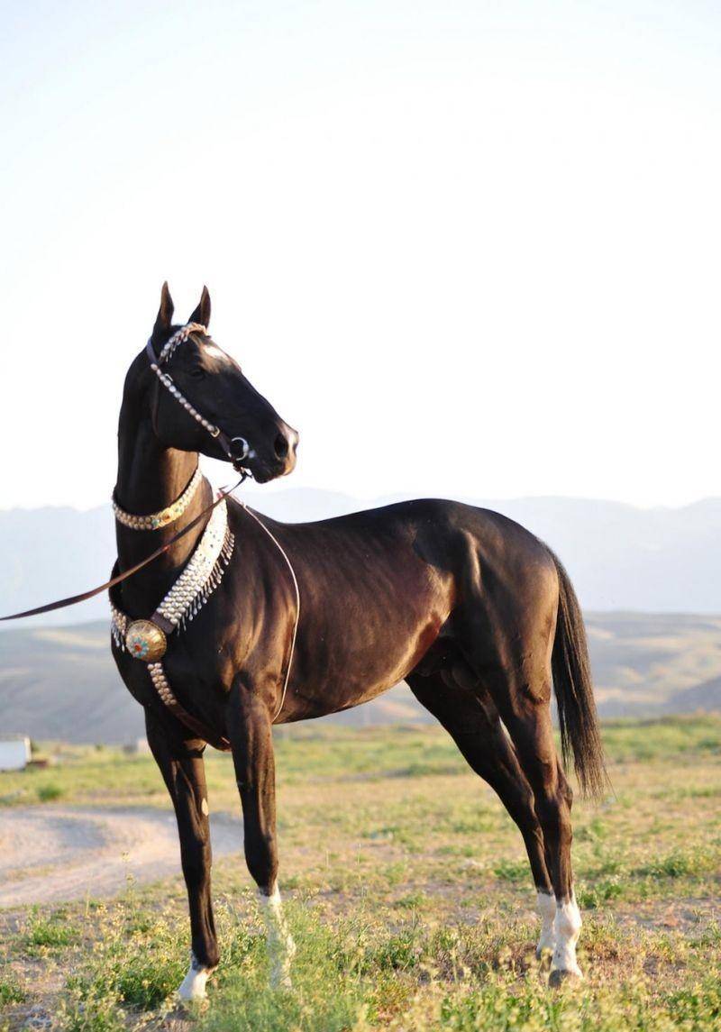 阿哈尔捷_元帅_战马