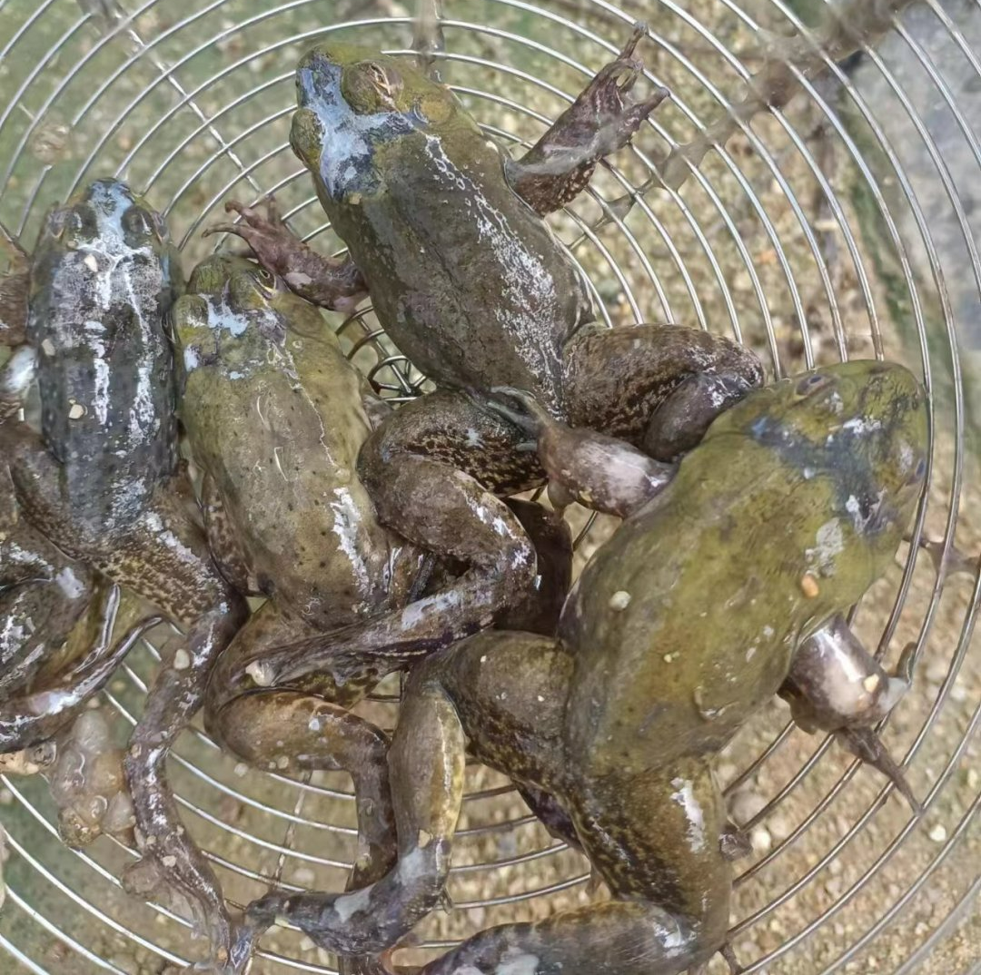 牛蛙腐皮烂身破头烂手烂脚形成的原因