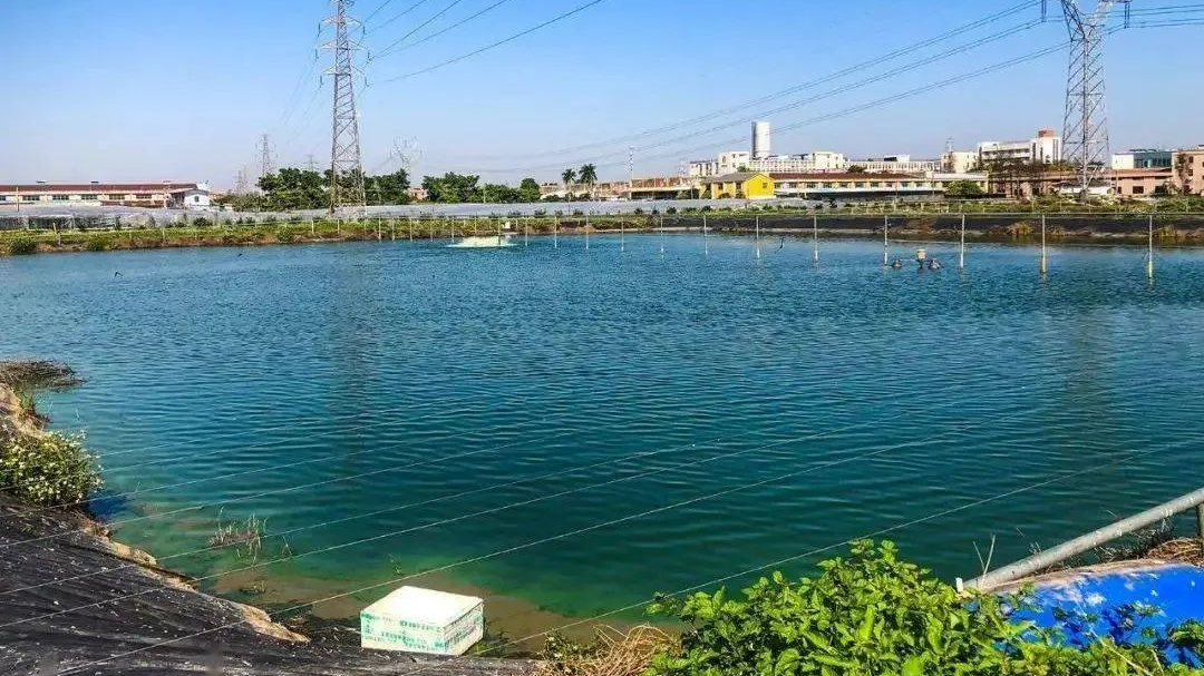 鱼塘肥水方法,掌握这几点就可以了_有机肥_水质_营养