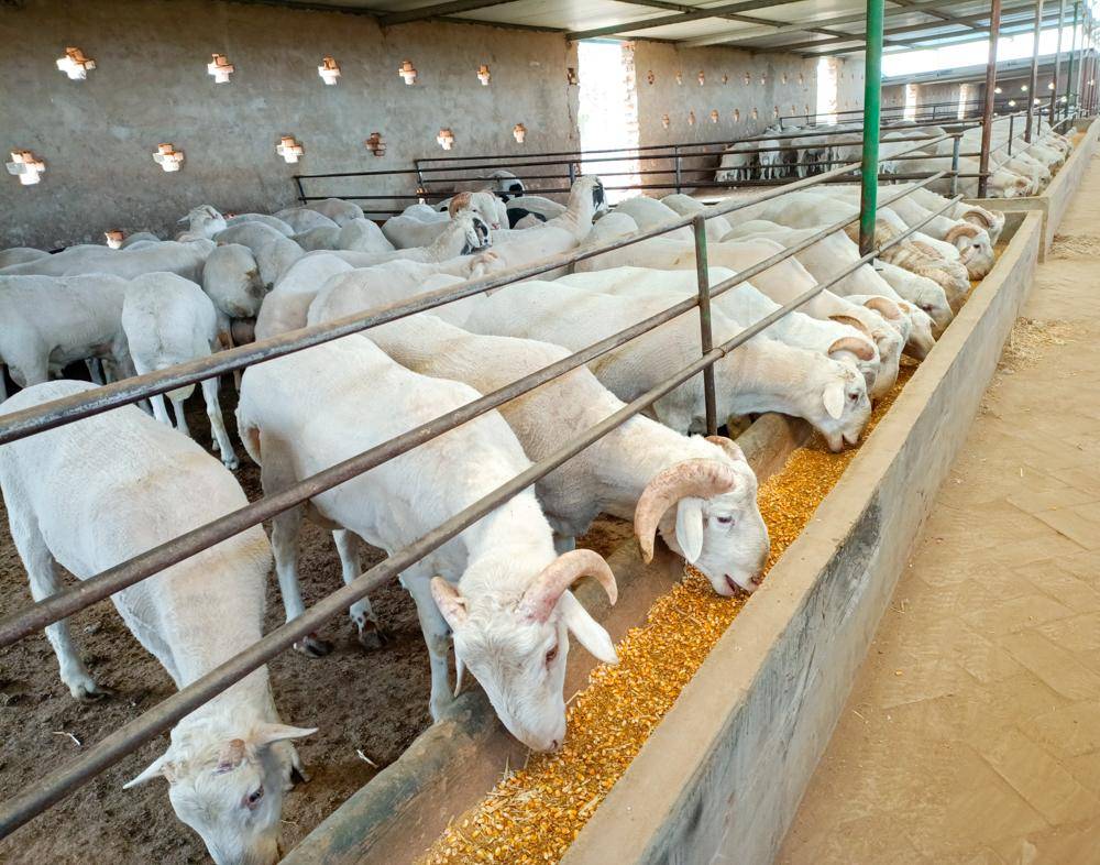 如何养羊2,为了解决这个问题,快速育肥之前,瘦羊必须进行更全面的驱虫