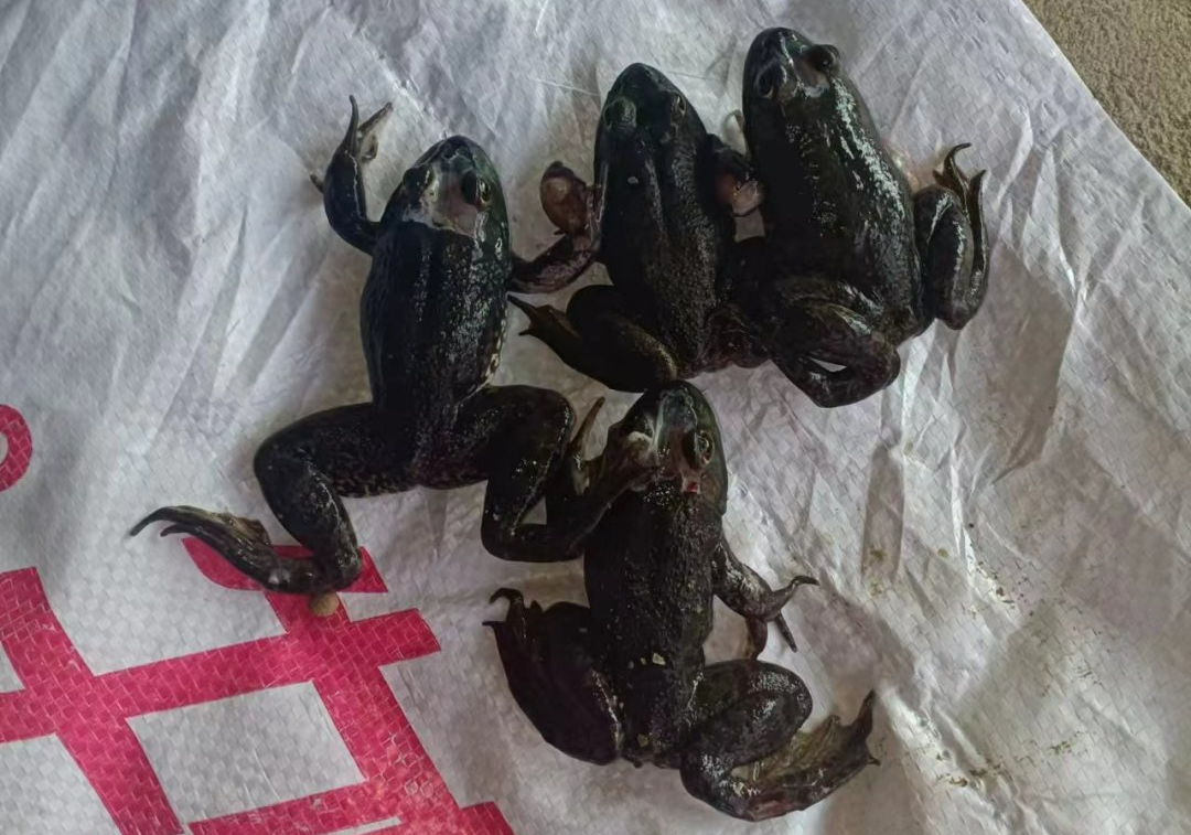 牛蛙白斑,烂皮,破头问题频发,究竟是什么在侵害我们的养殖利益!