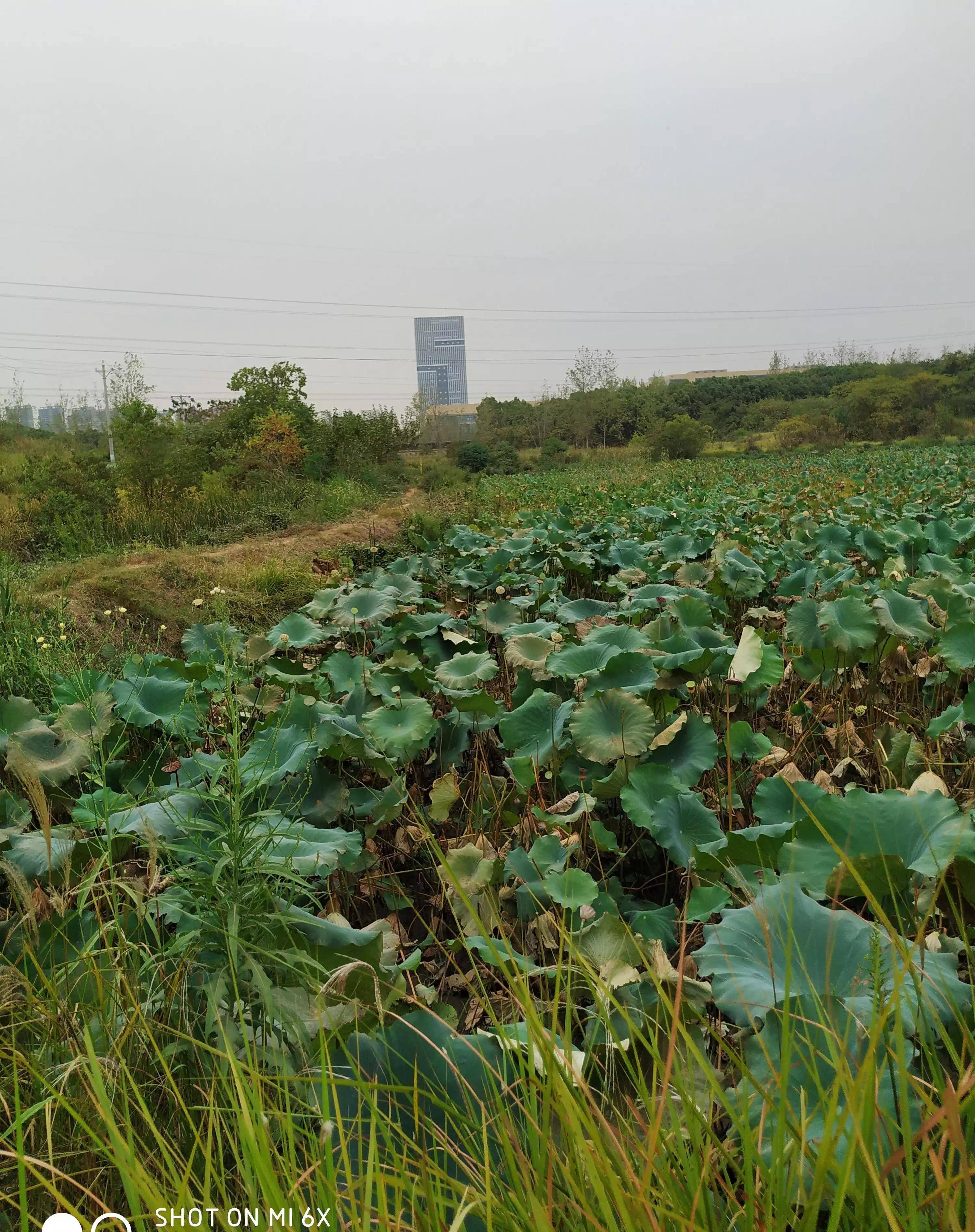 一湖三地的村民与之告别,今天光谷大建设大发展,科学岛,中心城的建设