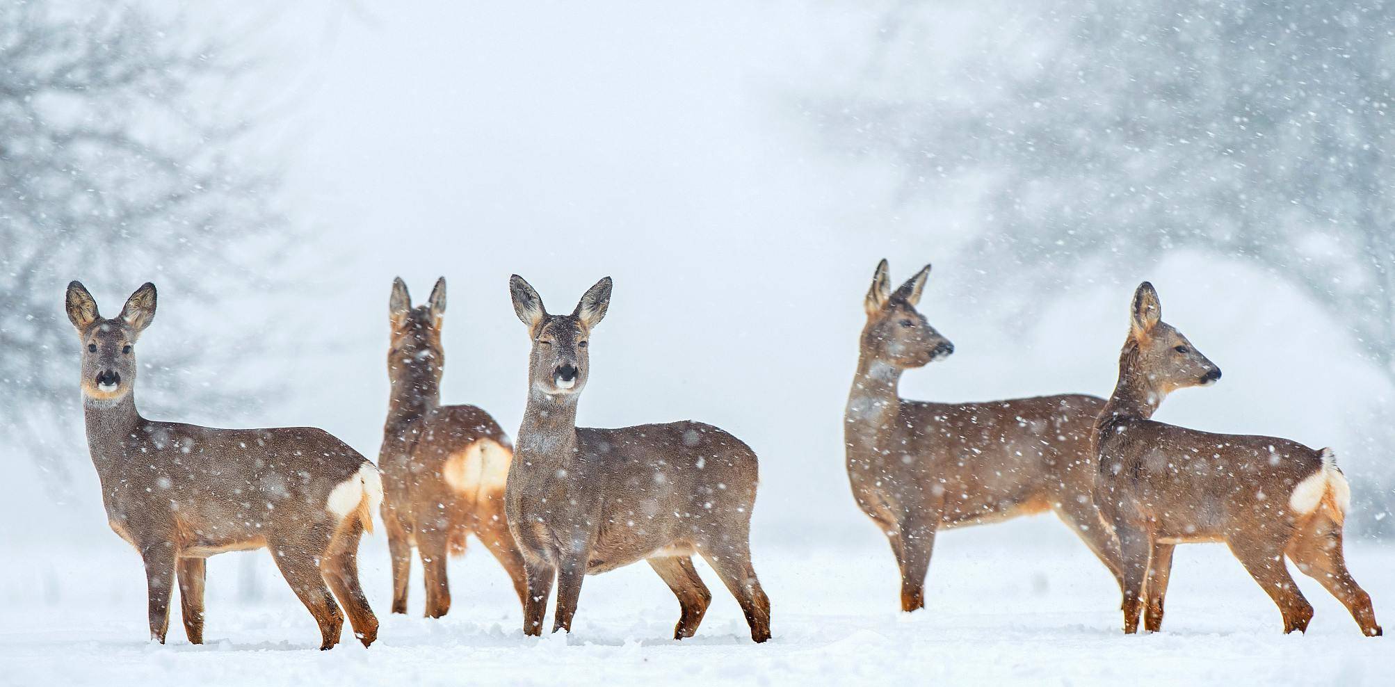 东北知青回忆"抓野物":挖"冰坑"逮黄鼠狼,水耗子肉味道特殊_麝鼠_动物