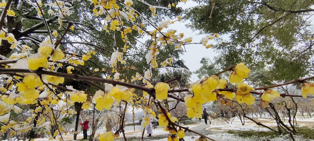 武汉哪里有梅花景点图片