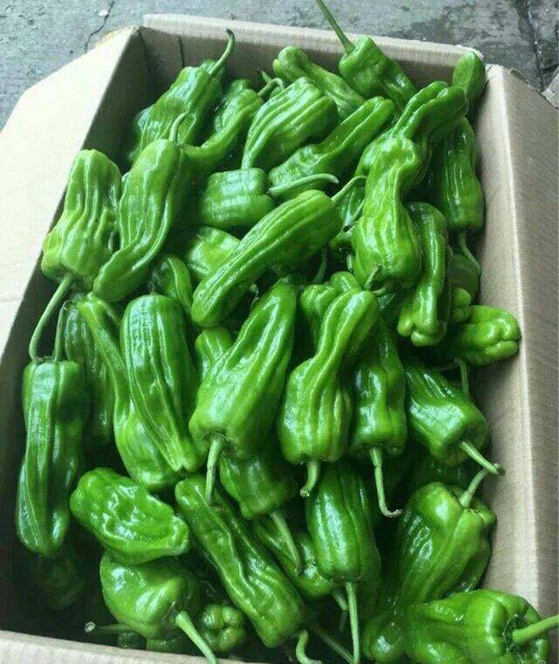 薄皮芜湖椒皱皮椒薄皮椒辣椒种子_栽培_cm_生育期