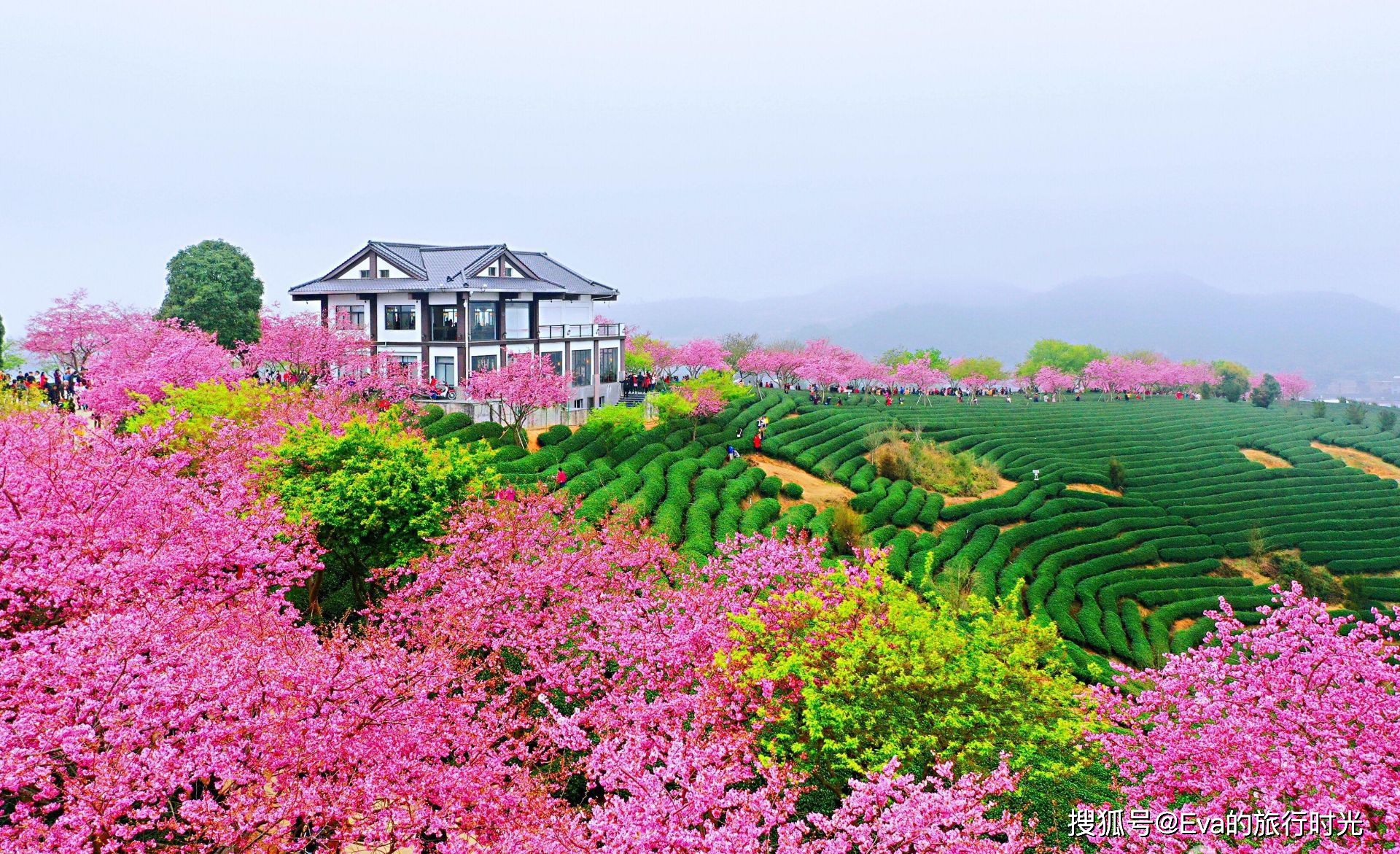春天必去的赏樱花之地,曾上国家地理而火出圈,仅看图都被美哭