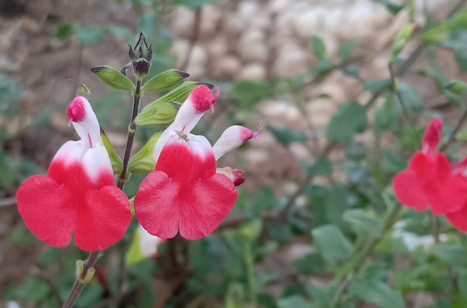 《踏莎行》凹脉鼠尾草_带着_渔舟_残月