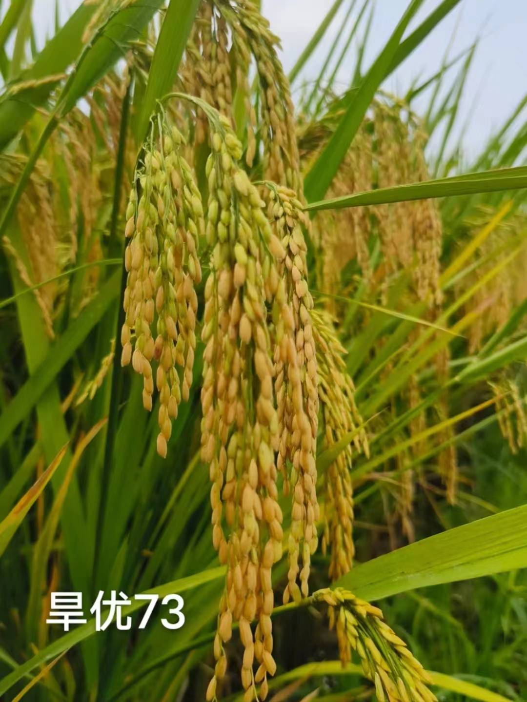 水种旱管,旱种水管,旱种旱管首选节水抗旱稻品种一旱优73_技术推广