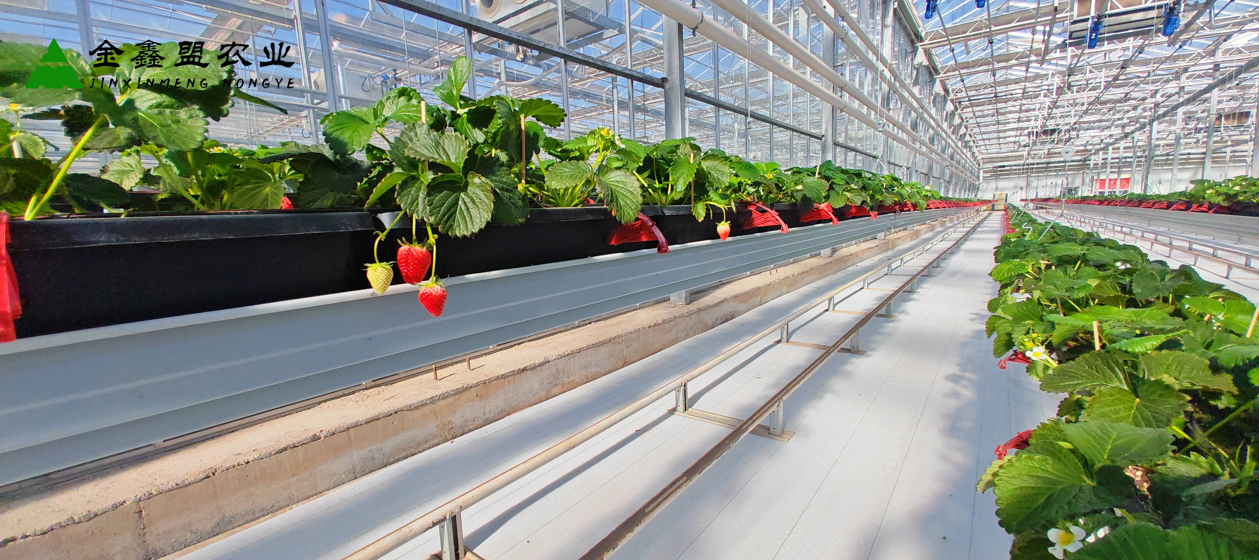 空中草莓设备生产厂家——农业领域的璀璨明珠_美味_品质_消费者