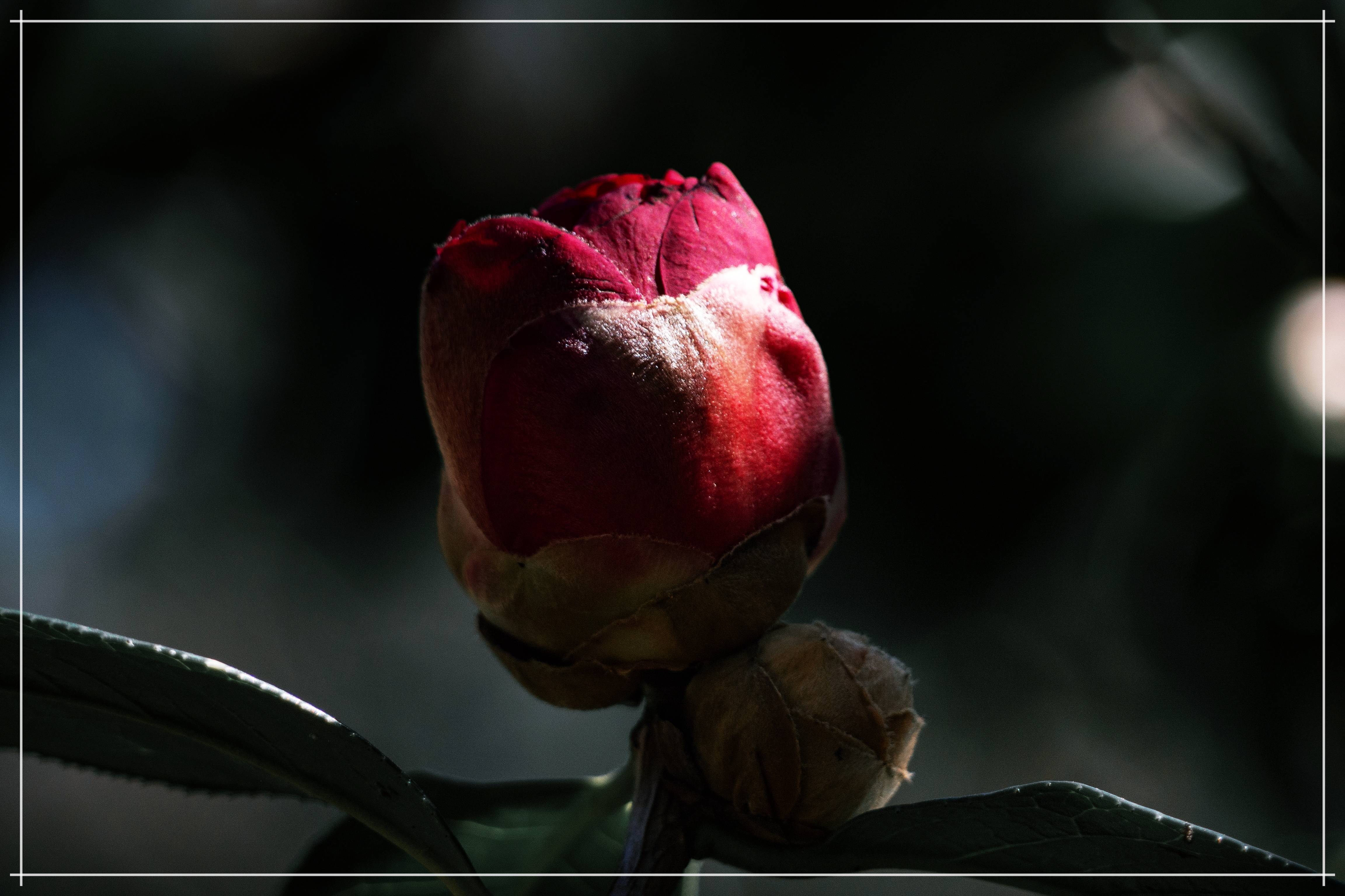 山茶花怒放_公园_花苞_照片