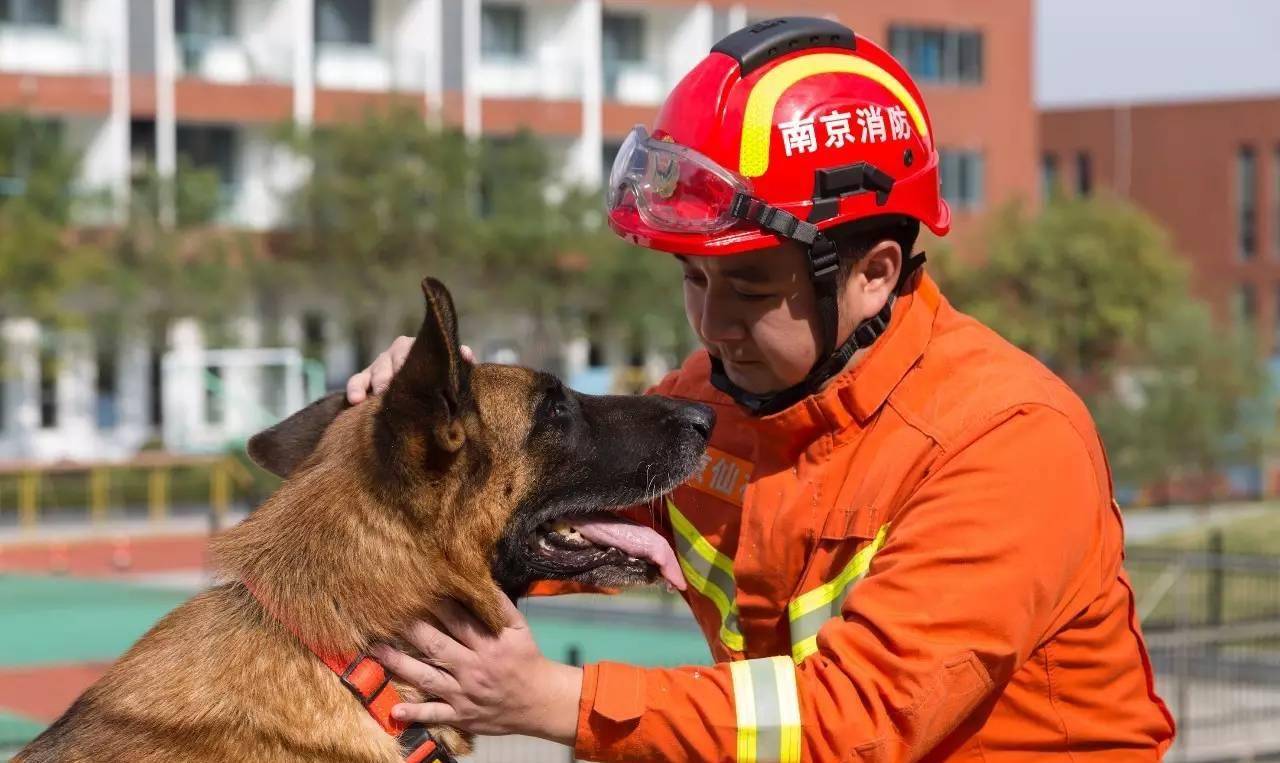 在地震中,连救15人的军犬"沈虎",去世时眼角夹杂着眼泪_沈鹏_救援