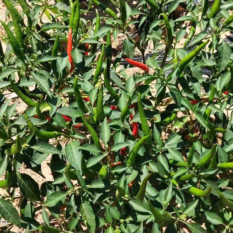 同乐大艳红朝天椒种子果大高产_种植_栽培_品种