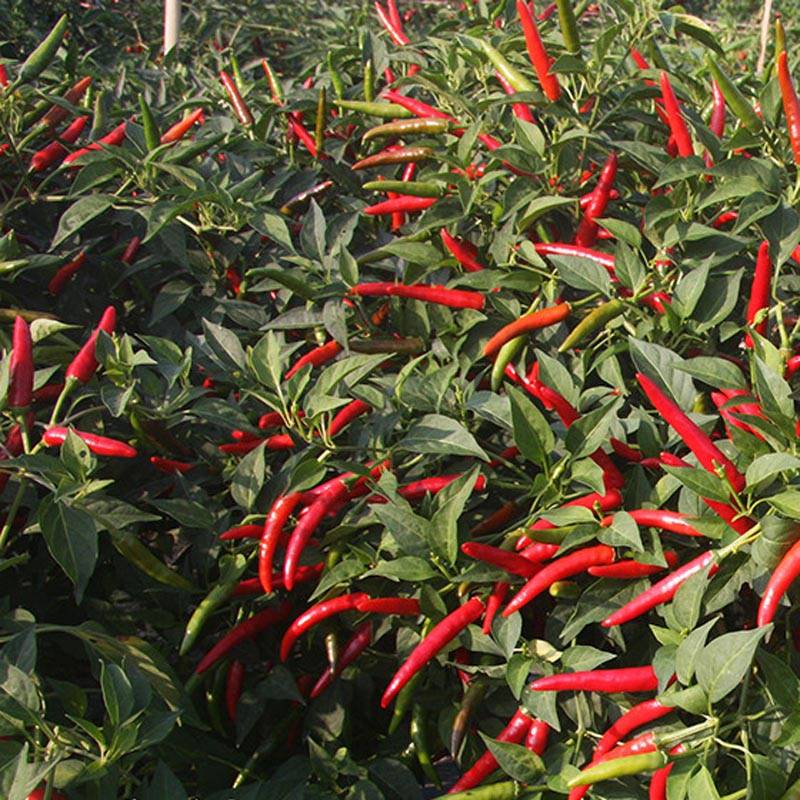 同乐大艳红朝天椒种子果大高产_种植_栽培_品种