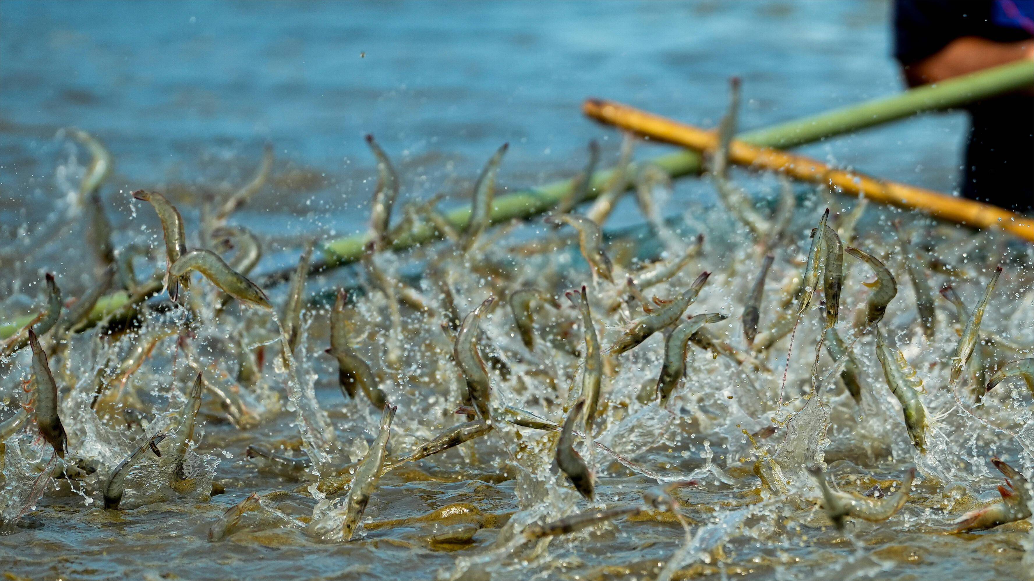 虾塘解毒用什么药好?对虾养殖中"解毒"到底解什么毒?